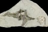 Crinoid (Cyathocrinites) and Bryozoan Fossil - Crawfordsville #122969-2